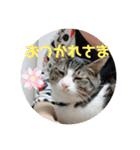 ねこと生活( キョンとねこ)（個別スタンプ：11）