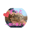 ねこと生活( キョンとねこ)（個別スタンプ：12）
