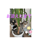 ねこと生活( キョンとねこ)（個別スタンプ：13）