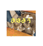 ねこと生活( キョンとねこ)（個別スタンプ：14）