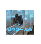 ねこと生活( キョンとねこ)（個別スタンプ：15）