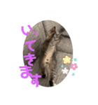 ねこと生活( キョンとねこ)（個別スタンプ：16）