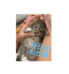 ねこと生活( キョンとねこ)（個別スタンプ：17）