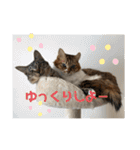 ねこと生活( キョンとねこ)（個別スタンプ：18）