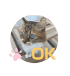 ねこと生活( キョンとねこ)（個別スタンプ：19）
