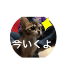ねこと生活( キョンとねこ)（個別スタンプ：20）