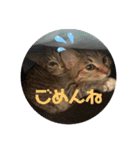 ねこと生活( キョンとねこ)（個別スタンプ：21）