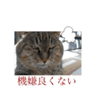 ねこと生活( キョンとねこ)（個別スタンプ：22）