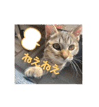 ねこと生活( キョンとねこ)（個別スタンプ：23）