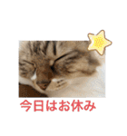 ねこと生活( キョンとねこ)（個別スタンプ：24）
