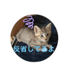 ねこと生活( キョンとねこ)（個別スタンプ：25）