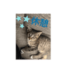 ねこと生活( キョンとねこ)（個別スタンプ：26）