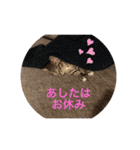 ねこと生活( キョンとねこ)（個別スタンプ：27）