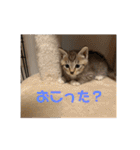 ねこと生活( キョンとねこ)（個別スタンプ：28）