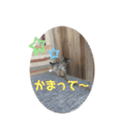ねこと生活( キョンとねこ)（個別スタンプ：29）
