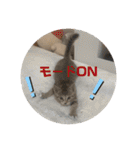ねこと生活( キョンとねこ)（個別スタンプ：30）