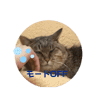 ねこと生活( キョンとねこ)（個別スタンプ：31）