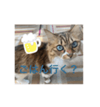 ねこと生活( キョンとねこ)（個別スタンプ：33）