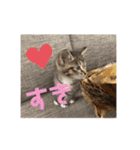 ねこと生活( キョンとねこ)（個別スタンプ：34）