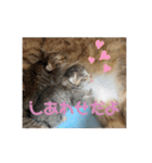 ねこと生活( キョンとねこ)（個別スタンプ：35）
