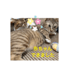ねこと生活( キョンとねこ)（個別スタンプ：36）