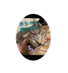 ねこと生活( キョンとねこ)（個別スタンプ：37）