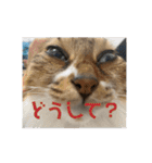 ねこと生活( キョンとねこ)（個別スタンプ：38）