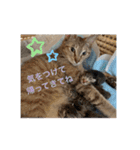 ねこと生活( キョンとねこ)（個別スタンプ：39）