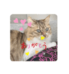 ねこと生活( キョンとねこ)（個別スタンプ：40）