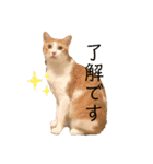 マガリシッポのスタンプ（個別スタンプ：1）