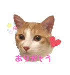 マガリシッポのスタンプ（個別スタンプ：2）