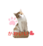 マガリシッポのスタンプ（個別スタンプ：5）