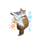 マガリシッポのスタンプ（個別スタンプ：21）