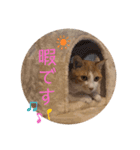 マガリシッポのスタンプ（個別スタンプ：22）