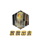 ペットオカメインコ：リトルトマトの日常（個別スタンプ：1）