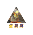 ペットオカメインコ：リトルトマトの日常（個別スタンプ：2）