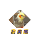 ペットオカメインコ：リトルトマトの日常（個別スタンプ：3）