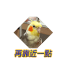 ペットオカメインコ：リトルトマトの日常（個別スタンプ：5）