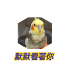 ペットオカメインコ：リトルトマトの日常（個別スタンプ：10）