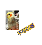 ペットオカメインコ：リトルトマトの日常（個別スタンプ：11）