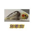 ペットオカメインコ：リトルトマトの日常（個別スタンプ：12）