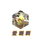 ペットオカメインコ：リトルトマトの日常（個別スタンプ：15）