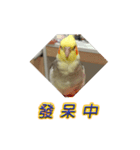 ペットオカメインコ：リトルトマトの日常（個別スタンプ：17）