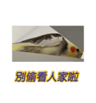 ペットオカメインコ：リトルトマトの日常（個別スタンプ：19）