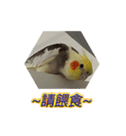 ペットオカメインコ：リトルトマトの日常（個別スタンプ：20）