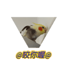 ペットオカメインコ：リトルトマトの日常（個別スタンプ：21）