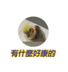 ペットオカメインコ：リトルトマトの日常（個別スタンプ：22）