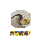 ペットオカメインコ：リトルトマトの日常（個別スタンプ：23）