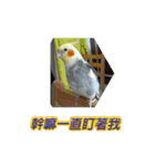 ペットオカメインコ：リトルトマトの日常（個別スタンプ：24）