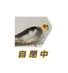 ペットオカメインコ：リトルトマトの日常（個別スタンプ：29）